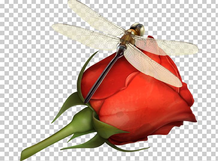 Painting Dragonfly PNG, Clipart, Art, Arthropod, Butterfly, Dragonfly, Encapsulated Postscript Free PNG Download