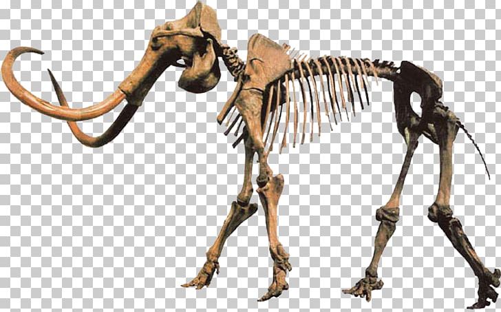 Pliocene Woolly Mammoth Columbian Mammoth De-extinction PNG, Clipart, Animal Figure, Carnivoran, Columbian Mammoth, Deextinction, Elephant Free PNG Download