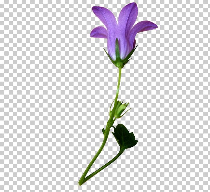 Purple Flower PNG, Clipart, Computer Wallpaper, Cut Flowers, Decorative, Decorative Pattern, Download Free PNG Download