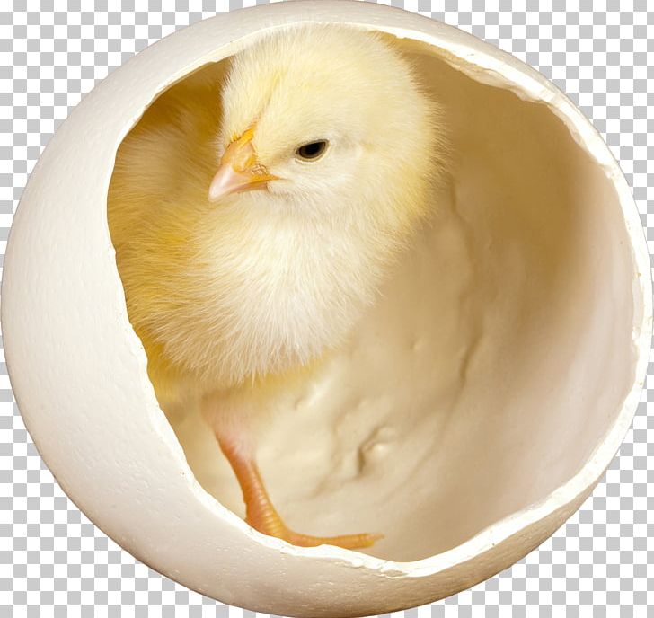 Silkie Fried Chicken Desktop Chicken Meat Easter PNG, Clipart, Animals, Beak, Bird, Chicken, Chicken Meat Free PNG Download
