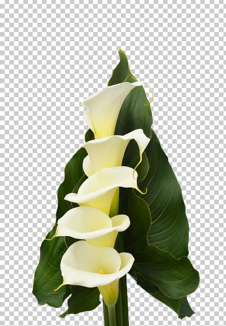 Floral Design Calas Cut Flowers Plant Stem PNG, Clipart, Alismatales, Art, Arum, Arum Family, Calas Free PNG Download