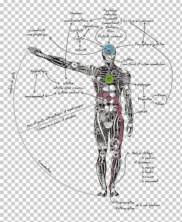 Muscle Homo Sapiens Human Body Scapula Trapezius PNG, Clipart, Angle, Arm, Art, Author, Clinton Le Pene Free PNG Download