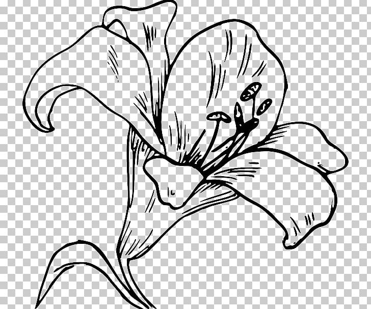 Open Easter Lily Madonna Lily Arum-lily PNG, Clipart, Arumlily, Beak, Black And White, Calla, Cut Flowers Free PNG Download
