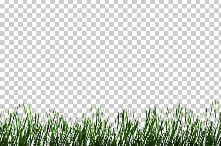 Plant 3D Rendering Grasses Lawn Meadow PNG, Clipart, 3d Computer Graphics, 3d Rendering, Commodity, Deviantart, Food Drinks Free PNG Download