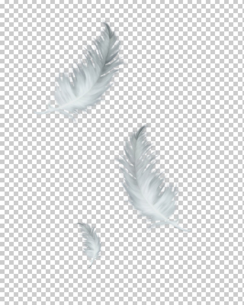 Feather PNG, Clipart, Feather, Paint, Plant, Quill, Watercolor Free PNG Download