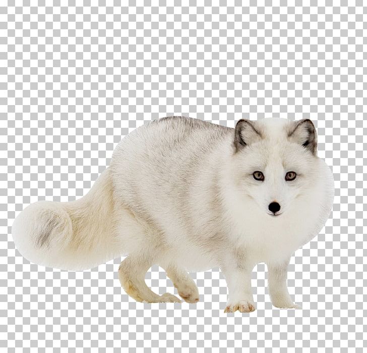 Arctic Fox Red Fox Gray Wolf PNG, Clipart, Animal, Animals, Arctic, Background White, Biome Free PNG Download
