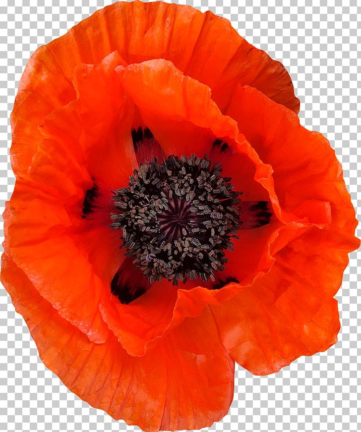 Common Poppy Flower PNG, Clipart, Annual Plant, Clipping Path, Common Poppy, Desktop Wallpaper, Fleur Free PNG Download