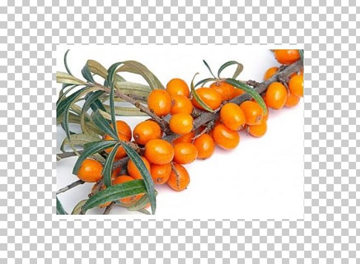 Juice Seaberry Stock Photography Shrub PNG, Clipart, Bush Tomato, Citrus, Clementine, Food, Fruit Free PNG Download