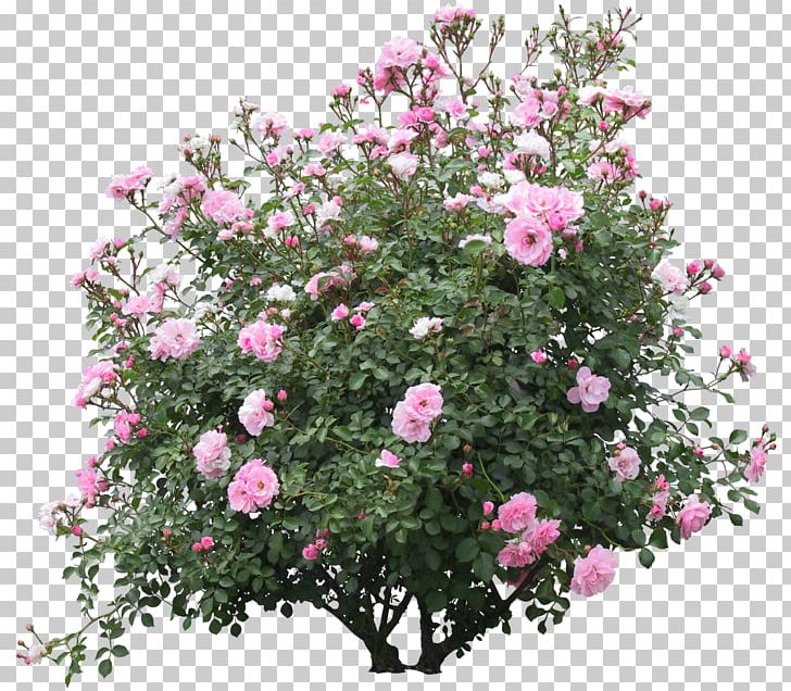 Shrub Flower Plant Rose PNG, Clipart, Annual Plant, Artificial Flower, Branch, Bushes, Camellia Sasanqua Free PNG Download