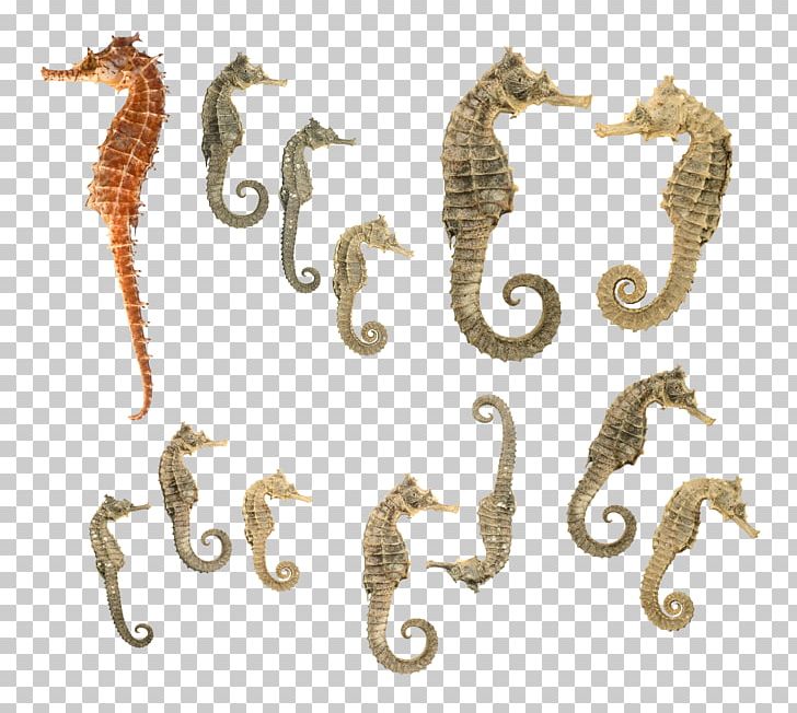 Tiger Tail Seahorse PNG, Clipart, Animal, Animals, Aquatic Animal, Barbours Seahorse, Bigbelly Seahorse Free PNG Download