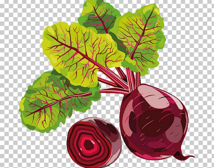 Vegetable Chard Drawing Beetroot Radish PNG, Clipart, Beet, Beetroot, Carrot, Chard, Coloring Book Free PNG Download