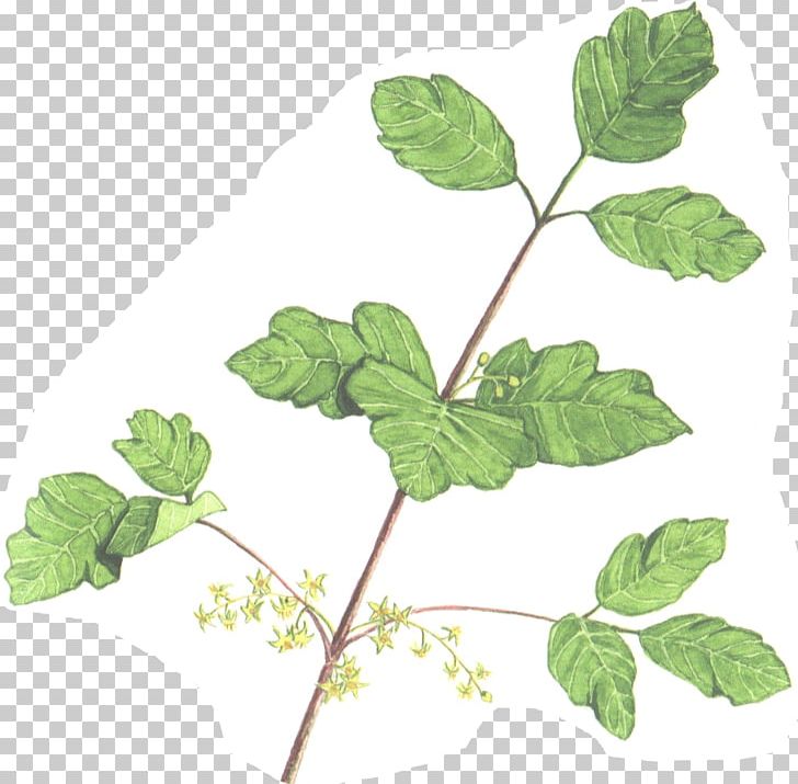 Herbalism Leaf Plant Stem Branching PNG, Clipart, Branch, Branching, Herb, Herbalism, Ivy Free PNG Download