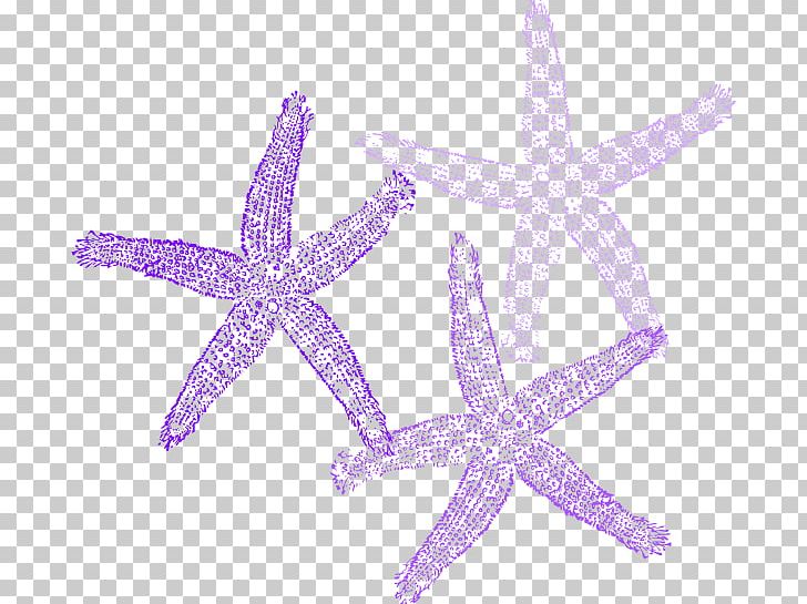 Starfish PNG, Clipart, Color, Computer Icons, Download, Drawing, Echinoderm Free PNG Download