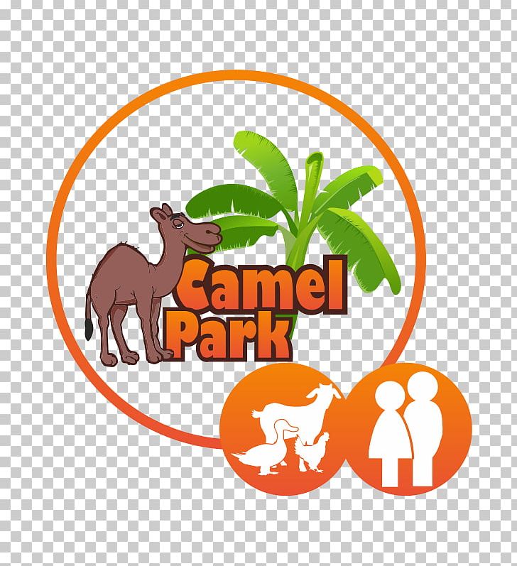 Camel Park Child Excursiones Tenerife PNG, Clipart, Adult, Animals, Area, Brand, Camel Free PNG Download