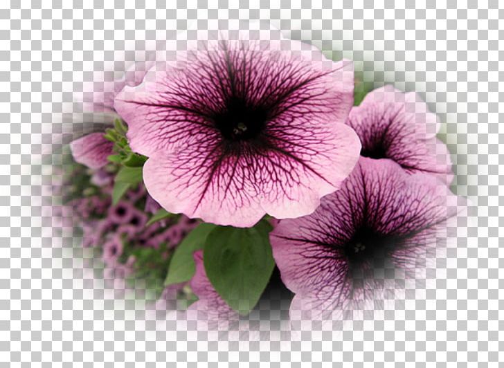 Petunia Annual Plant Seed Shock Wave Violet PNG, Clipart, Annual Plant, Flower, Herbaceous Plant, Lilac, Magenta Free PNG Download