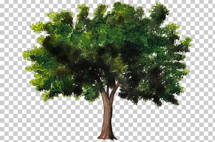 Tree Woody Plant Celtis Australis Trunk PNG, Clipart, Alstonia Scholaris, Arboles, Bark, Branch, Broadleaved Tree Free PNG Download