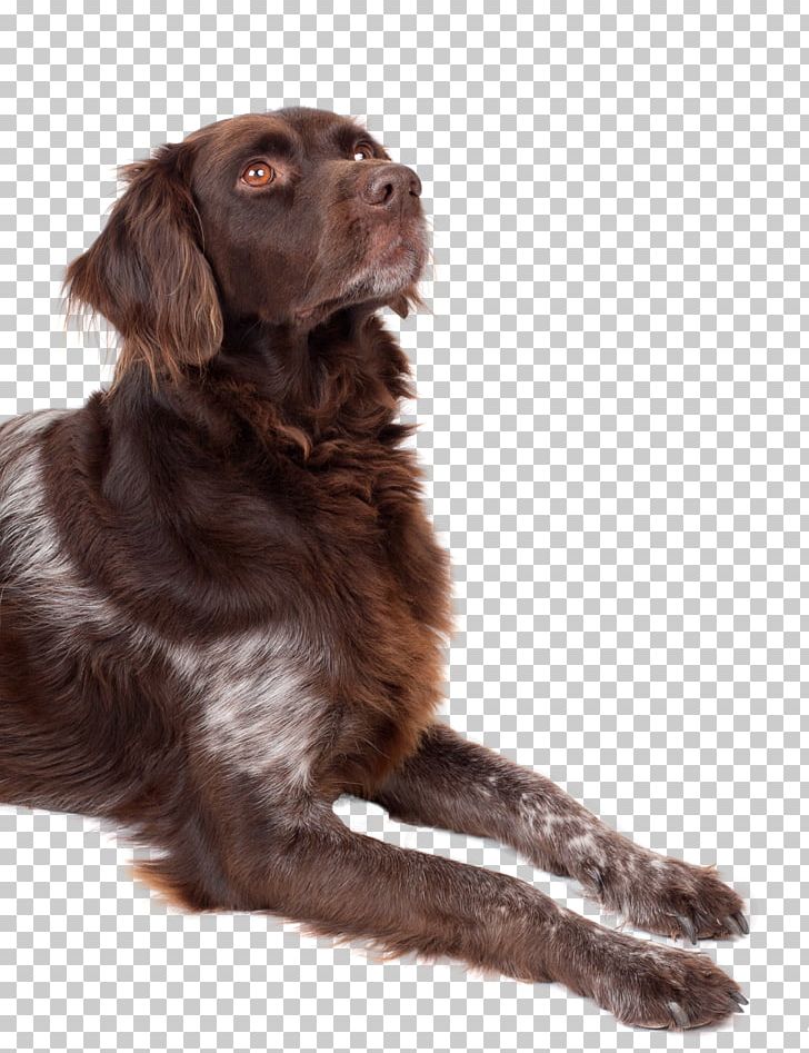 Boykin Spaniel Flat-Coated Retriever Puppy Rare Breed (dog) Dog Breed PNG, Clipart, Animal, Animals, Boykin Spaniel, Canidae, Carnivoran Free PNG Download