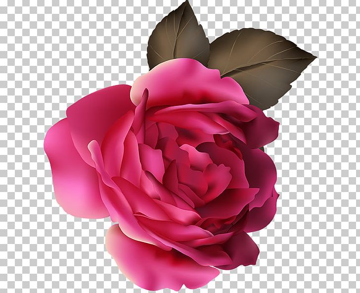 Garden Roses Cabbage Rose Floribunda LG G Flex Au PNG, Clipart, Cabbage Rose, Cicek Resimleri, Cut Flowers, Floribunda, Flower Free PNG Download