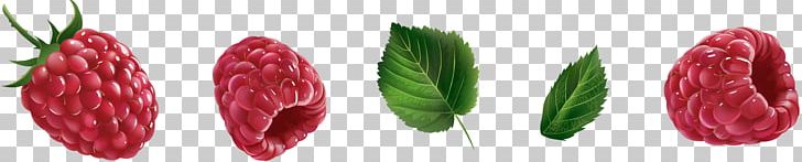 Red Raspberry Fruit PNG, Clipart, Apricot, Auglis, Cut Flowers, Euclidean Vector, Flower Free PNG Download
