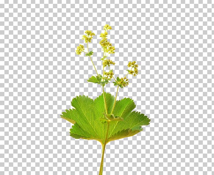 Alchemilla Vulgaris Stock Photography IStock PNG, Clipart,  Free PNG Download