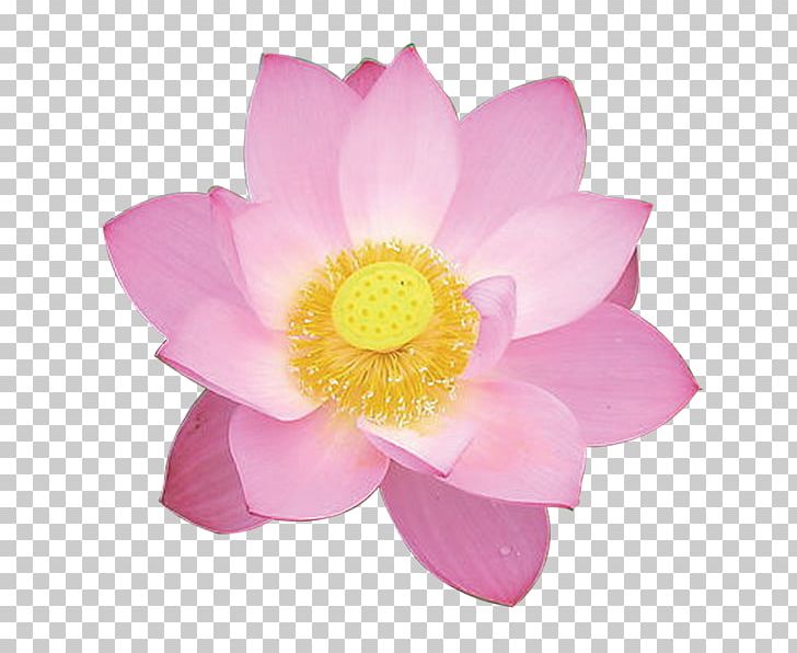 Nelumbo Nucifera Pink Color PNG, Clipart, Aquatic Plant, Color, Computer Software, Flower, Flowering Plant Free PNG Download