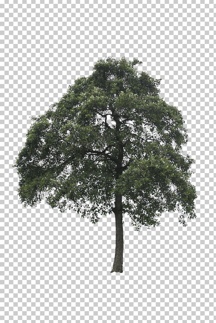 Out-Tree Oak Lindens PNG, Clipart, Alder, Birch, Branch, Giant Sequoia, Houseplant Free PNG Download