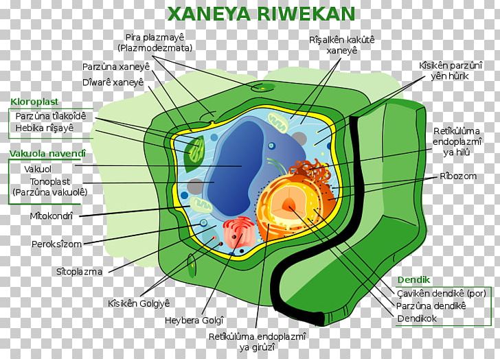 Plant Cell Eukaryote Cell Nucleus Plants PNG, Clipart,  Free PNG Download