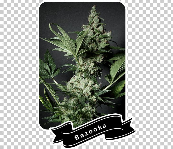 Cannabis La BaZooKa Seed Flavor PNG, Clipart, Bazooka, Cannabis, Cannabis Shop, Crop Yield, Customer Free PNG Download