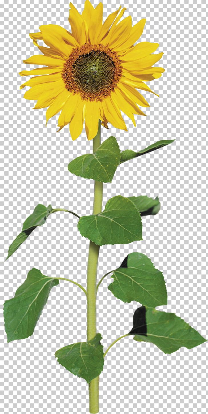 Common Sunflower Archive File PNG, Clipart, Annual Plant, Archive File, Asterales, Common Sunflower, Daisy Family Free PNG Download
