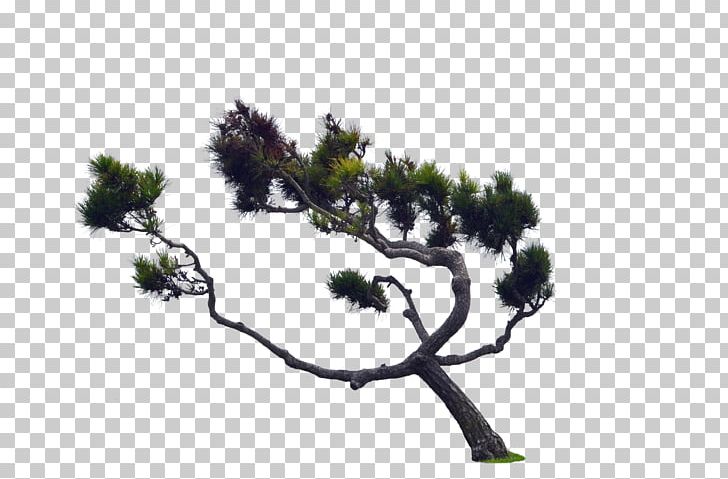 Photography Video PNG, Clipart, Branch, Conifer, Deviantart, Download, Flora Free PNG Download