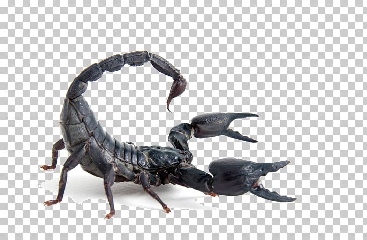 The Scorpion Heterometrus Spinifer Stock Photography PNG, Clipart, Animal, Arthropod, Bom, Heterometrus, Heterometrus Spinifer Free PNG Download