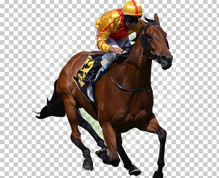 Thoroughbred Horse Racing Jockey The Grand National PNG, Clipart, Ascot, Ascot Racecourse, Bridle, Dubai World Cup, Equestrian Free PNG Download