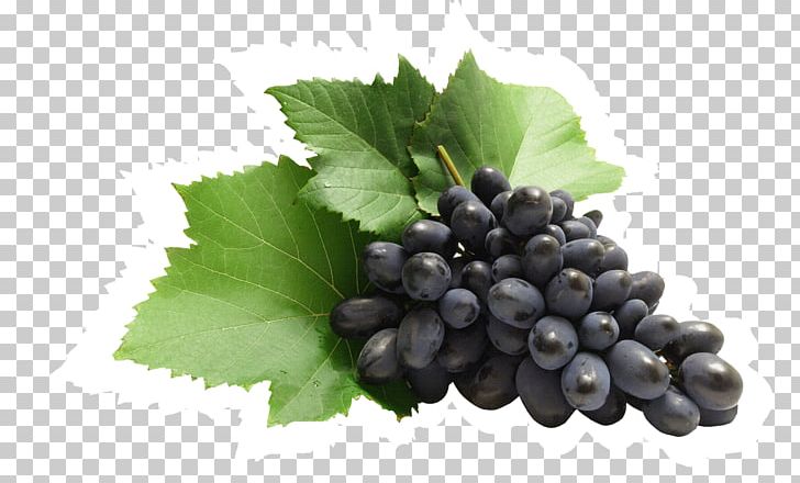Zante Currant Common Grape Vine Juice PNG, Clipart, Berry, Bilberry, Blackcurrant, Blueberry, Common Grape Vine Free PNG Download