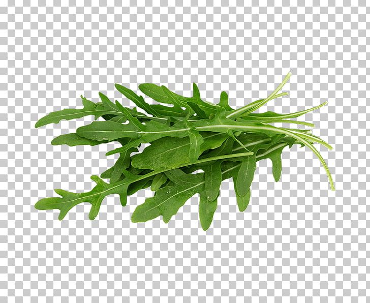 Arugula Organic Food Lettuce Leaf Vegetable Salad PNG, Clipart, Arugula, Chicory, Endive, Eruca, Food Free PNG Download