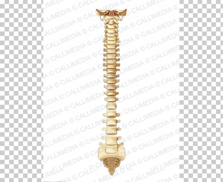 Vertebrate Vertebral Column Bone Anatomy PNG, Clipart, Anatomy, Bone, Brass, Dorsum, Human Anatomy Free PNG Download