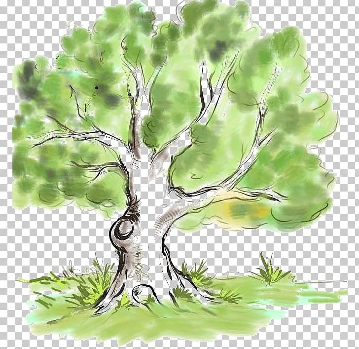 Drawing Family Tree Genealogy Branch PNG, Clipart, Branch, Conifer, Drawing, Family, Family Tree Free PNG Download