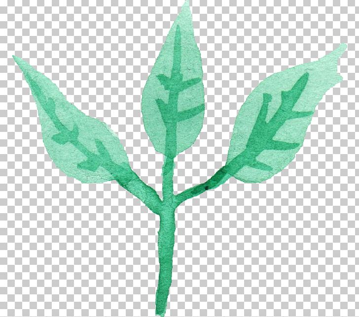 Leaf Plant Stem PNG, Clipart, Branch, Com, Download, Leaf, Plant Free PNG Download