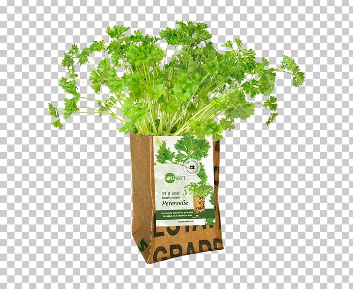 Parsley Herb Spice Vegetable Peterselie Op Pot PNG, Clipart, Basil, Dill, Dish, Flowerpot, Fruit Free PNG Download