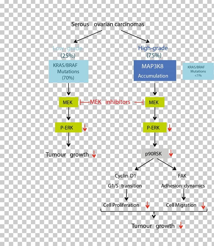 Reactive Oxygen Species Oxidative Stress Ovarian Cancer PNG, Clipart, Angle, Area, Cancer, Diagram, Disease Free PNG Download