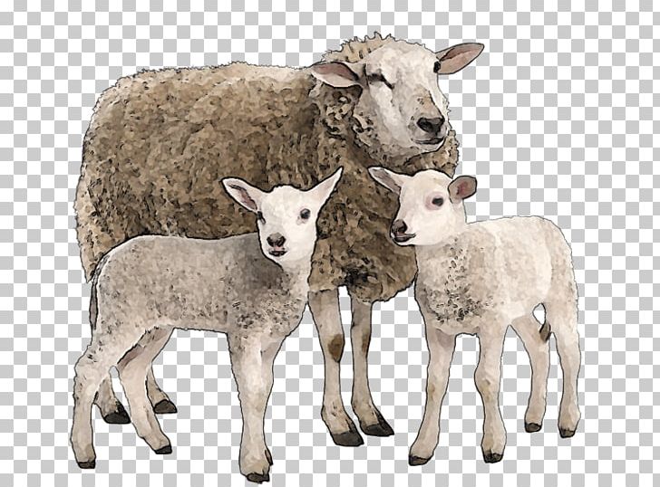 Suffolk Sheep Goat Merino Stock Photography Cattle PNG, Clipart, Alpaca Fiber, Animals, Cattle, Cow Goat Family, Dio Free PNG Download