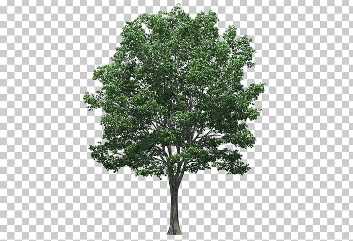 Tree Architectural Rendering Landscape Architecture Stock Photography PNG, Clipart, Architectural Rendering, Architecture, Branch, Forest, Landscape Architecture Free PNG Download
