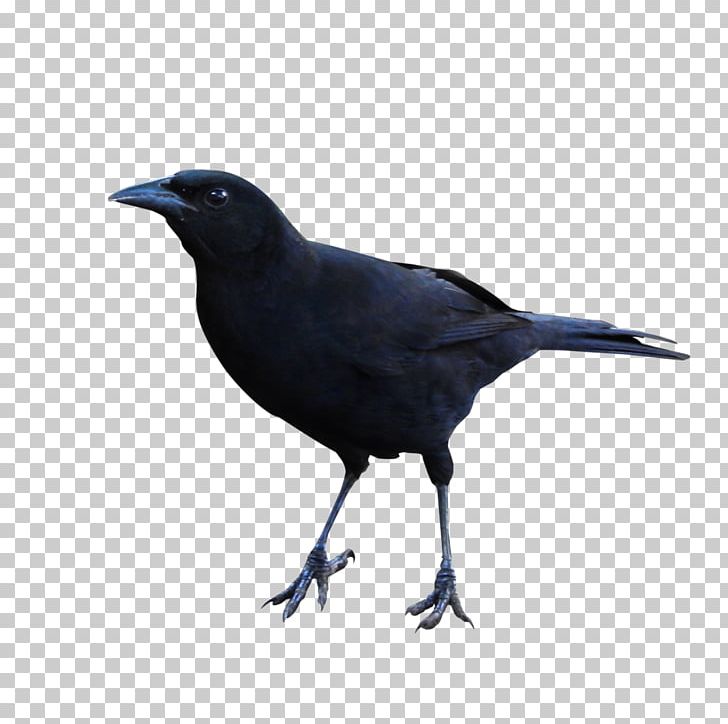American Crow New Caledonian Crow Rook Common Raven Beak PNG, Clipart, American Crow, Animal, Animals, Australian Raven, Biology Free PNG Download