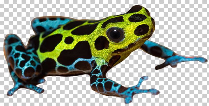 True Frog Yellow-banded Poison Dart Frog Tree Frog PNG, Clipart, Advocate, Alberta, Amphibian, Animal, Animal Figure Free PNG Download