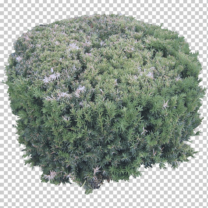 Grass Green Plant Shrub Tree PNG, Clipart, Flower, Grass, Green, Groundcover, Herb Free PNG Download