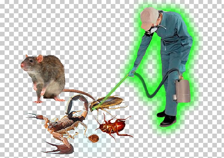 Rat Pest Control Business Service PNG, Clipart, Animals, Bedbug, Business, Business Plan, Cockroach Free PNG Download