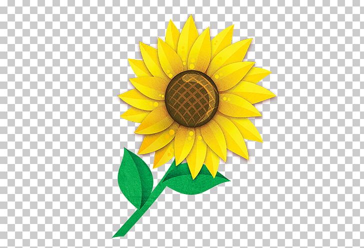 Common Sunflower Sunflower Seed Garden PNG, Clipart, Common Sunflower, Cut Flowers, Daisy Family, Edible Flower, Fence Free PNG Download