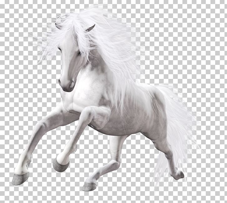 Horse White Stallion PNG, Clipart, American Paint Horse, Animals, Art, Black And White, Clipart Free PNG Download