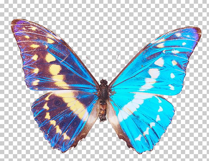 Monarch Butterfly Moth Gossamer-winged Butterflies Morpho PNG, Clipart, Arthropod, Brush Footed Butterfly, Butterflies And Moths, Butterfly, Computer Icons Free PNG Download