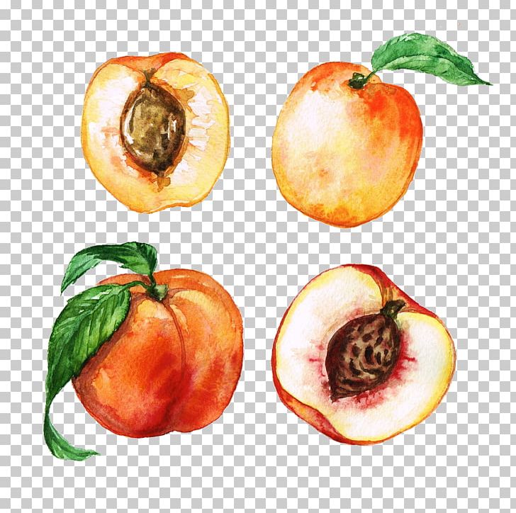 Peach Watercolor Painting Apricot PNG, Clipart, Drawing, Food, Fruit, Fruit Nut, Hand Drawn Free PNG Download