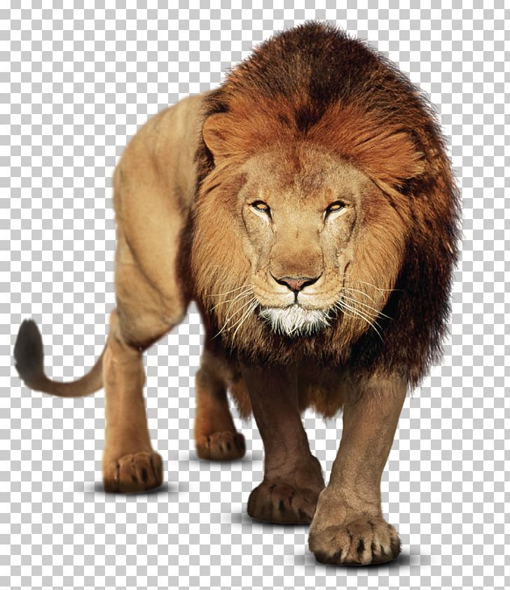 Portable Network Graphics Gujarat Felidae PicsArt Photo Studio East African Lion PNG, Clipart, Big Cats, Carnivoran, Cat Like Mammal, Cover Art, Desktop Wallpaper Free PNG Download